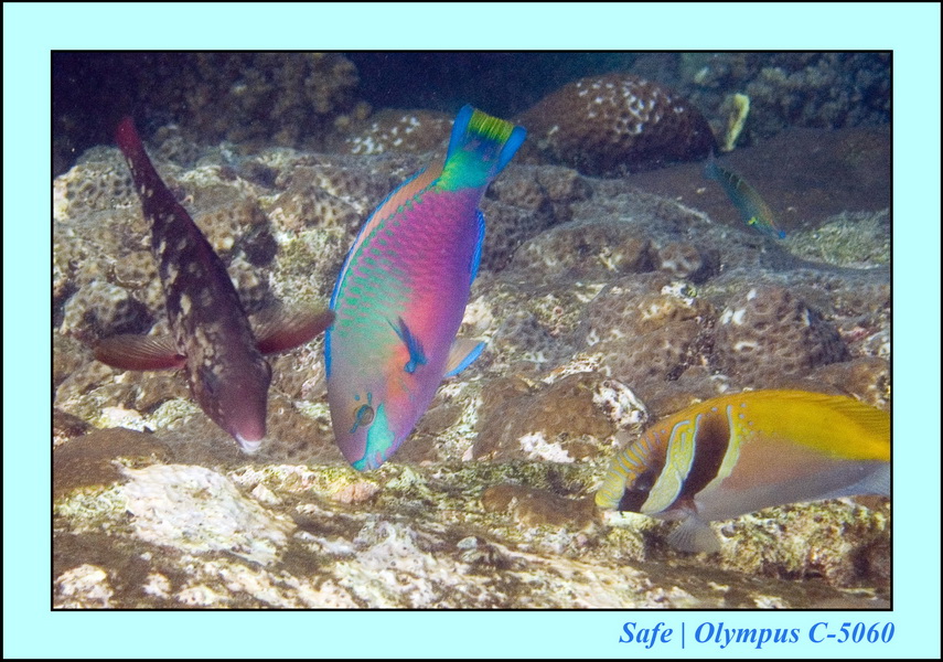 2006 - 07 - Tioman - Plongee Coral island 16